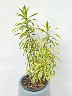 ซองออฟอินเดีย Song of India