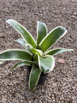 สับปะรดสี Bromeliad Neo ink well albo