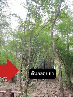 ต้นกลอยป่า Dioscorea hispida Dennst