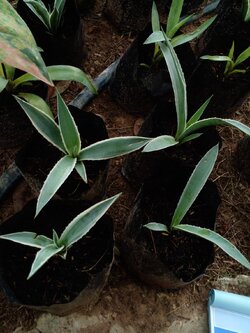 อากาเว่ อากาเว ป่านศรนารายณ์ อากาเว่ดาวกระจาย Agave อะกาเว่ อะกาเว อาเกรฟ