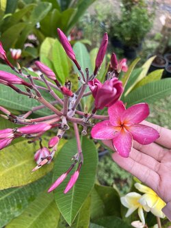 ต้นลีลาวดี แดงทัชมาฮาล ต้นลั่นทม Plumeria ไม้ดอกยืนต้น