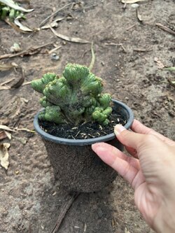 กระบองเพชร หยกนำโชค หยกนำโชคแคคตัส Cristata cactus