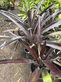 สับปะรดสี bromeliad