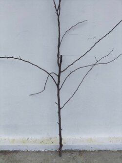 🌿 กิ่งไม้แห้งจริง Tree branch (เบอร์ 31)