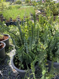 ว่านตีนตะขาบ บันไดสวรรค์ ว่านตะขาบ ว่านบันไดเศรษฐี Pedilanthus