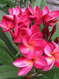 ต้นลีลาวดี แดงสยาม Siam Red ต้นลั่นทม Plumeria ไม้ดอกยืนต้น