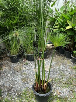 กกหัวฟู umbrella palm ไม้น้ำ