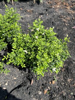 แก้วแคระ Andaman satinwood