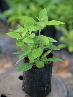 ทองพันชั่ง White crane flower