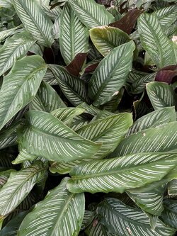 คล้านางพิมพ์ Calathea majestic cv. Roseo-lineata