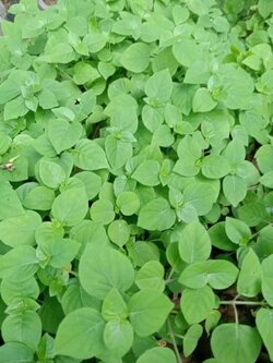 ใบบุษบาฮาวาย หรือ อ่อมแซบ Ganges Primrose