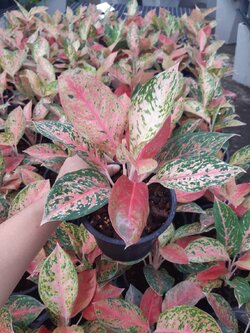 อโกลนีมา Aglaonema