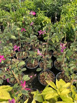 ชงโค Purple Orchid Tree