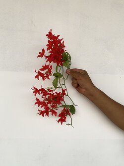 ช่อดอกกล้วยไม้เข็ม