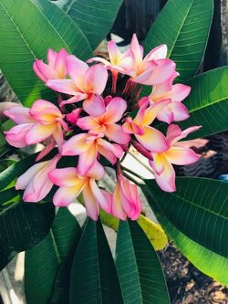 ต้นลีลาวดี ชมพูเจ้าพระยา ต้นลั่นทม Plumeria ไม้ดอกยืนต้น