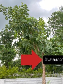 ต้นทองกวาว Butea monosperma (Lam.) Taub
