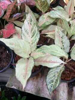 อโกลนีมา ลักกี้