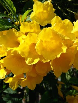 ทองอุไร Yellow elder