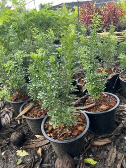 ประยงค์ ออสเตรเลีย aglaia odorata