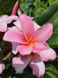 ต้นลีลาวดี บัวชมพู ต้นลั่นทม Plumeria ไม้ดอกยืนต้น