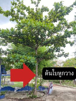 ต้นหูกาวง Terminalia catappa L