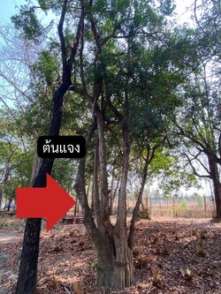 ต้นแจง Maerua siamensis (Kurz) Pax