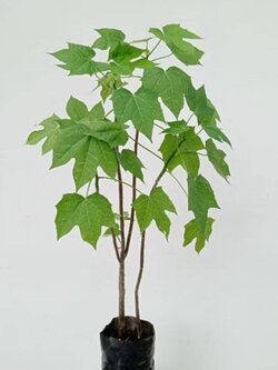 ต้นผงชูรส คะน้าเม็กซิโก หรือ ผักไชยา