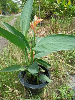 พุทธรักษา Canna Lily ไม้มงคล สีส้ม