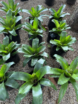 สับปะรดสี Bromeliad