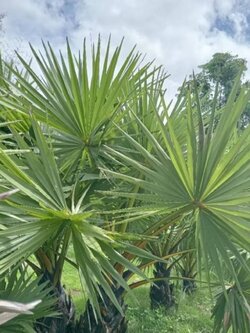 ใบตาล ตัดสดใบตามธรรมชาติ