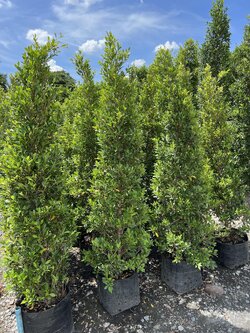 ไทรเกาหลี banyan tree