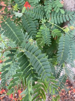ใบมะขาม ใบมะขามใบใหญ่สด Tamarind leaf
