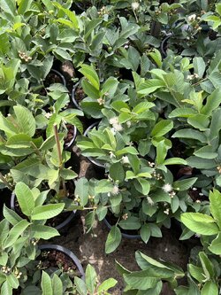 ฝรั่งกิมจู Guava