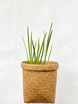 ว่านน้ำ Sweet flag ไม้น้ำ