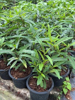 เสลดพังพอนตัวผู้ Barleria lupulina