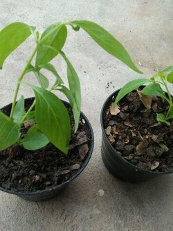 ฟ้าทะลายโจร Kariyat , The Creat