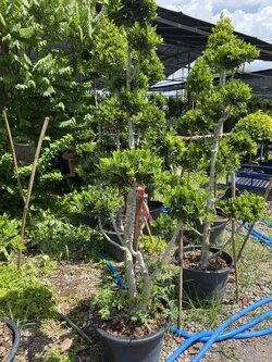 ไทรเกาหลี ตุ้ม banyan tree