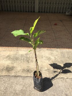 แมกโนเลีย เฮฟเว่นเซนท์ Magnolia Heaven Scent