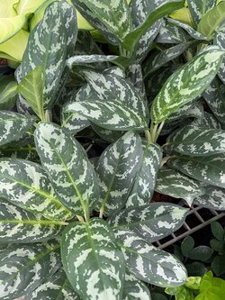 เกล็ดมรกต Chinese Evergreen.