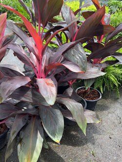 หมากผู้หมากเมีย Cordyline