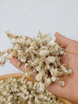 ดอกบานไม่รู้โรยป่าแห้ง