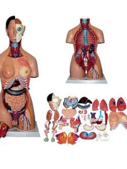 หุ่นจำลองแสดงอวัยวะภายในมนุษย์ สูง 85 ซม. ถอดประกอบได้ 39 ชิ้น