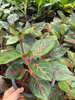 อโกลนีมา อำนาจเจริญ Chinese Evergreen