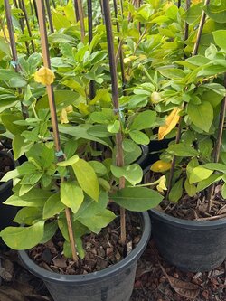 พุดตะแคง Lady of the night