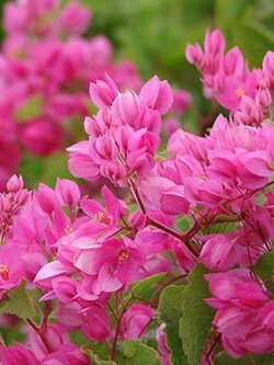 พวงชมพู Pink Vine ไม้เลื้อย ไม้เลื้อยสีชมพู