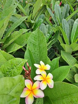 ต้นลีลาวดี ต้นลั่นทม Plumeria ไม้ดอกยืนต้น