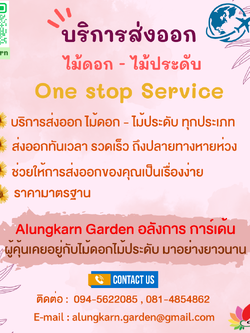 บริการส่งออก ไม้ดอก-ไม้ประดับ