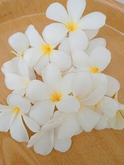 ดอกลีลาวดี (สีขาว) เก็บสด