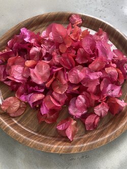 ดอกเฟื่องฟ้าอบแห้ง Paper flower, Bougainvillea