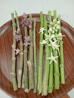 กิ่งพันธุ์ดอกรัก Crown flower สีม่วง,สีขาว